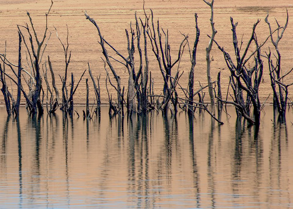 My Journey With Trees: Fascinating Photo Series By Dakshina Murthy